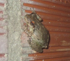 Scinax x-signatus
