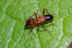 Image of Euderces reichei