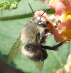 Anthophora ursina