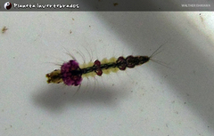 Anopheles homunculus