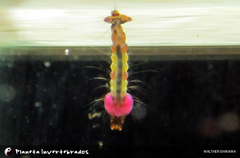 Anopheles homunculus