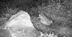 Sclerophrys garmani