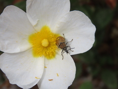 Mycterus curculioides