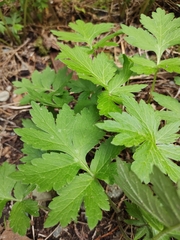 Hydrophyllum tenuipes