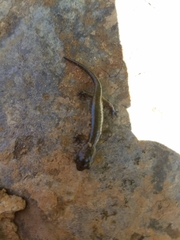 Aneides klamathensis