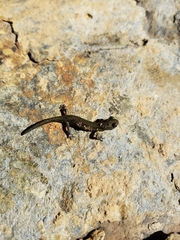 Aneides klamathensis