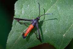 Synanthedon geliformis