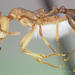 Aphaenogaster megommata - Photo (c) The photographer and www.AntWeb.org,  זכויות יוצרים חלקיות (CC BY)