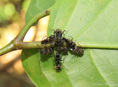 Lophyraspis