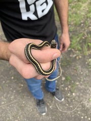 Thamnophis sirtalis annectens