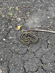 Thamnophis sirtalis annectens