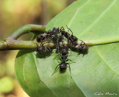 Lophyraspis