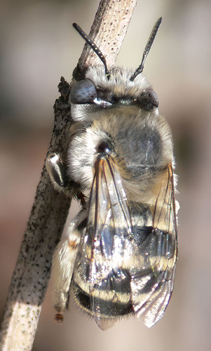 iNaturalist observation photo of Urbane Digger Bee