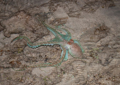 Callistoctopus ornatus