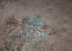 Callistoctopus ornatus