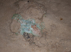 Callistoctopus ornatus