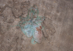 Callistoctopus ornatus