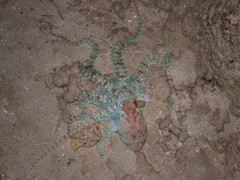 Callistoctopus ornatus