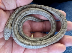 Pantherophis bairdi