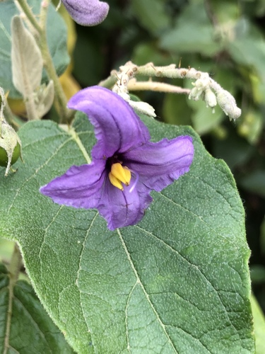 Solanum vespertilio subsp. doramae image