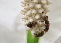 Oxytrigona tataira