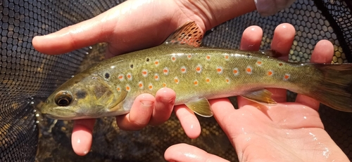 River trout (Salmo trutta fario) — Salmonidae — 3