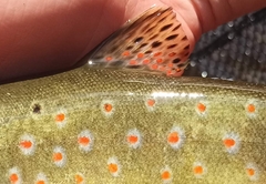 Salmo trutta fario