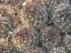 Coryphantha neglecta