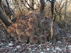 Coryphantha neglecta