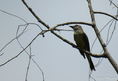 Tyrannus melancholicus