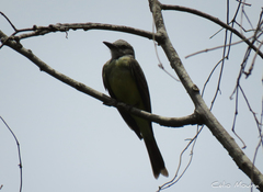 Tyrannus melancholicus