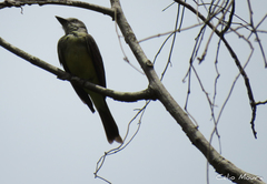 Tyrannus melancholicus