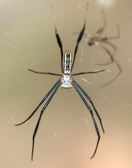 Trichonephila fenestrata