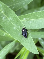 Deraeocoris sayi