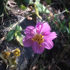 Cosmos crithmifolius