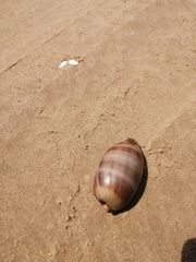 Macrocypraea zebra