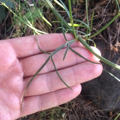 Cosmos crithmifolius