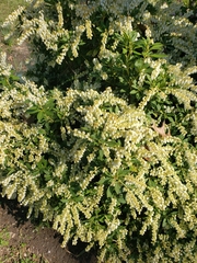 Pieris