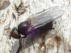 Earomyia lonchaeoides
