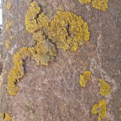 Xanthoria parietina