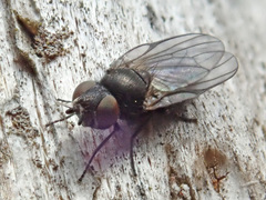 Earomyia lonchaeoides