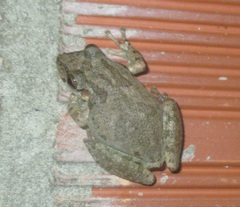 Scinax x-signatus