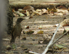 Turdus leucomelas