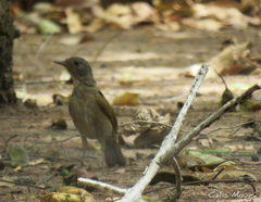 Turdus leucomelas