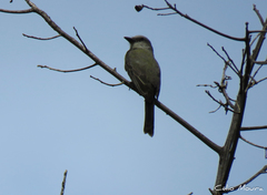 Tyrannus melancholicus