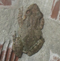 Scinax x-signatus