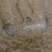 photo of Pyrosomes (Pyrosomatida)