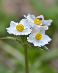 Anemonastrum protractum