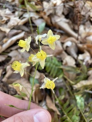 Epimedium × versicolor