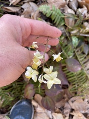 Epimedium × versicolor